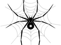 Spider-in-the-net-vector