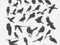 30-Bird-Silhouttes-Pack-Vector