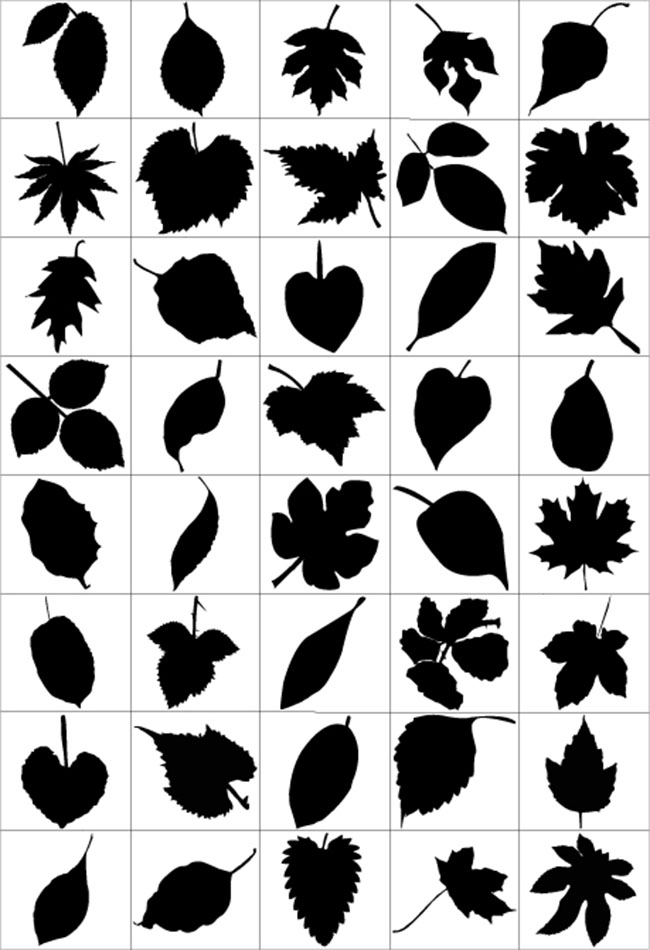 80-Leaf-Silhouettes-Free-vector-&-Brush-Pack