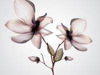 Orchid-Flower-Vector