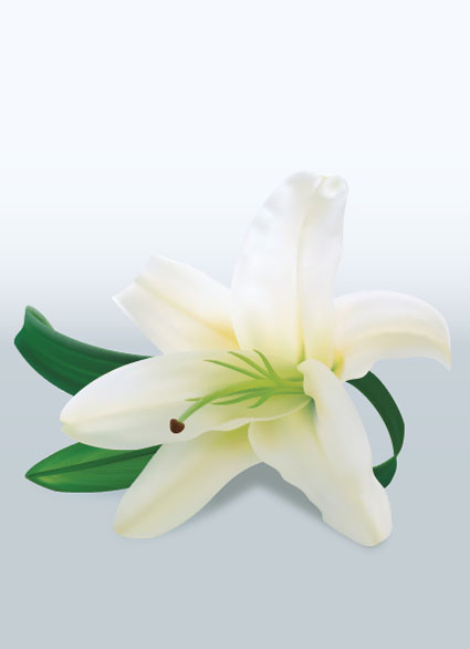 Lily-Flower-Vector