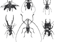Free-Beetle-Vector-Pack